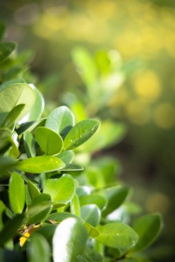 Renkli çiçeklerin arkaplan resmi