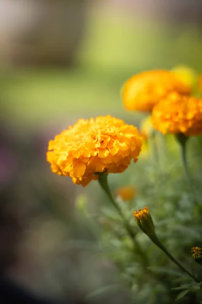 The background image of the colorful flowers — Stock Photo, Image