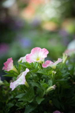 Renkli çiçeklerin arkaplan resmi