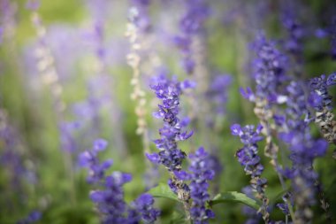 Renkli çiçeklerin arkaplan resmi