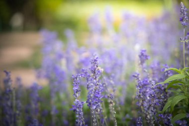 Renkli çiçeklerin arkaplan resmi