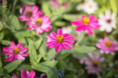 Renkli çiçeklerin arkaplan resmi