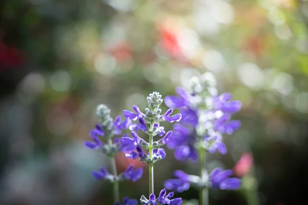 La imagen de fondo de las flores de colores — Foto de Stock