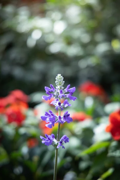 The background image of the colorful flowers