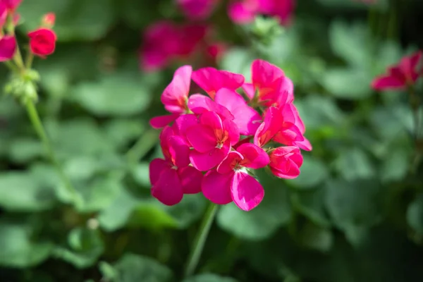 Зображення тла барвистих квітів — стокове фото