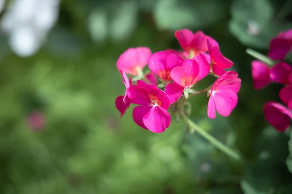 色とりどりの花の背景イメージ — ストック写真