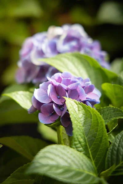 色とりどりの花の背景イメージ — ストック写真