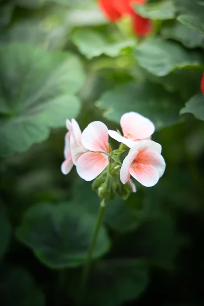 La imagen de fondo de las flores de colores — Foto de Stock