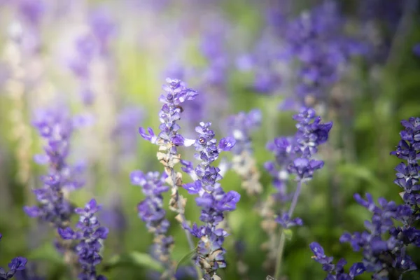 La imagen de fondo de las flores de colores — Foto de Stock