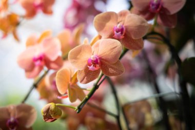 Renkli çiçeklerin arkaplan resmi