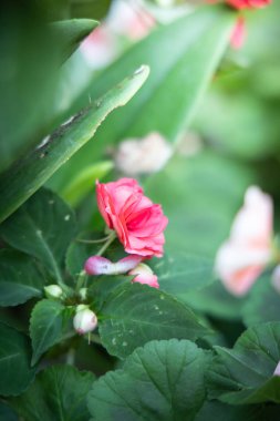 Renkli çiçeklerin arkaplan resmi