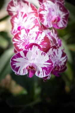 Renkli çiçeklerin arkaplan resmi