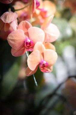 Renkli çiçeklerin arkaplan resmi