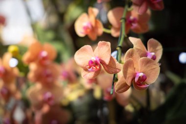 Renkli çiçeklerin arkaplan resmi