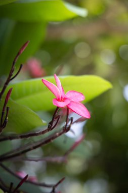 Renkli çiçeklerin arkaplan resmi