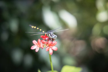Renkli çiçeklerin arkaplan resmi