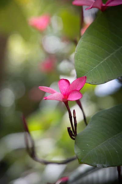 色とりどりの花の背景イメージ — ストック写真