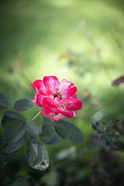 Rosas no jardim — Fotografia de Stock