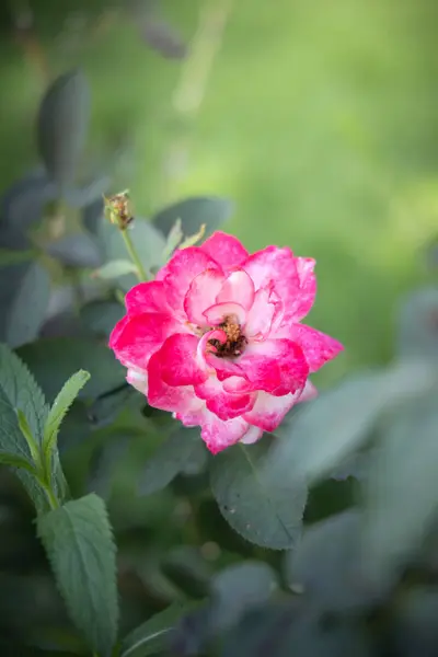 Rosas en el jardín — Foto de Stock