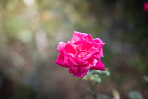 Τριαντάφυλλα στον κήπο — Φωτογραφία Αρχείου