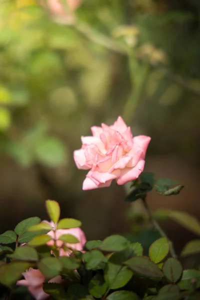 Rosas en el jardín — Foto de Stock