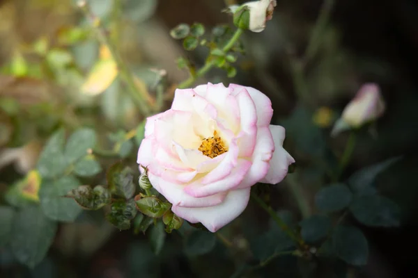 Rosas en el jardín — Foto de Stock