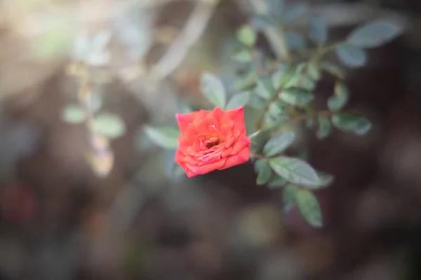 Rosas en el jardín — Foto de Stock