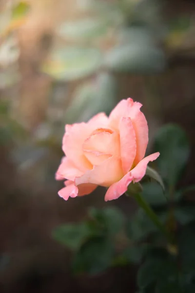 ดอกกุหลาบในสวน — ภาพถ่ายสต็อก