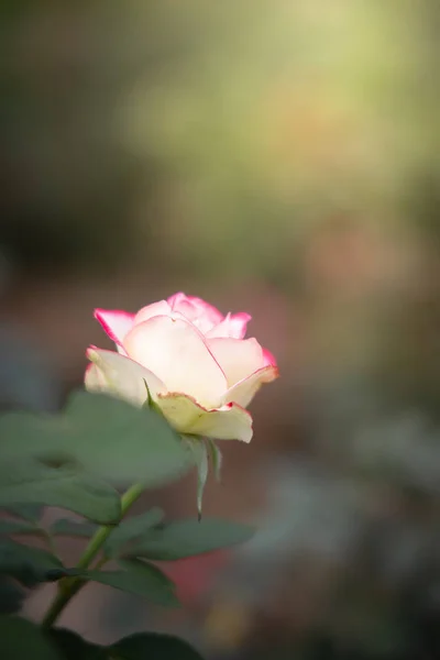 Roses in the garden — Stock Photo, Image