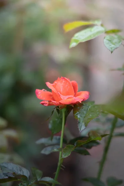 Rosas no jardim — Fotografia de Stock