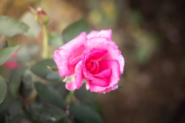 Rosas no jardim — Fotografia de Stock