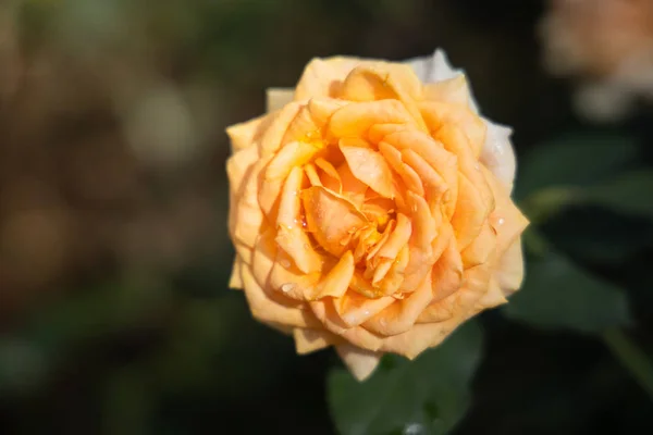 Rosas en el jardín — Foto de Stock