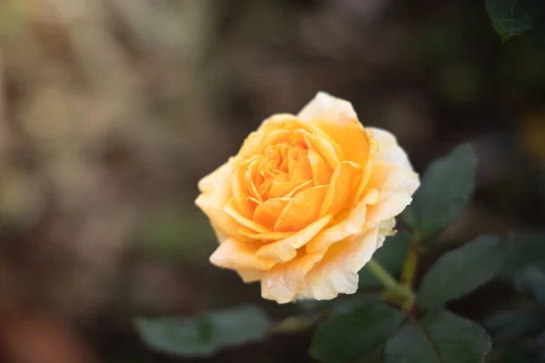 Rosen im Garten — Stockfoto