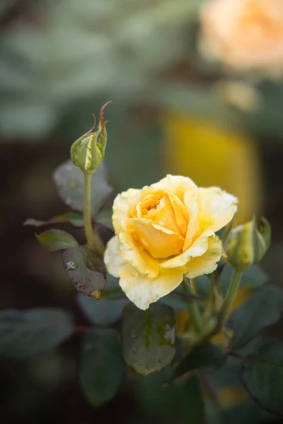 Rosas en el jardín — Foto de Stock