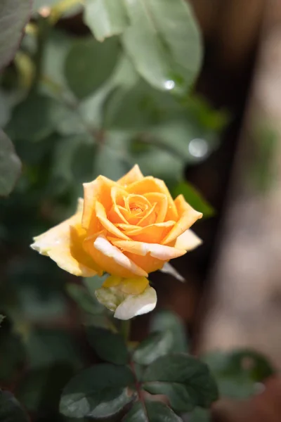 Rozen in de tuin — Stockfoto