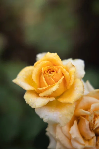 Rosas en el jardín — Foto de Stock