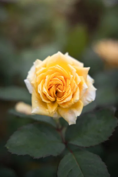 Rosas en el jardín —  Fotos de Stock