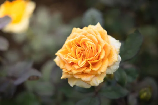 Rosas en el jardín — Foto de Stock