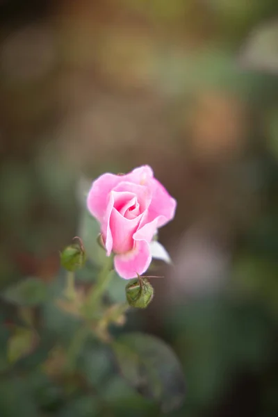 Roses dans le jardin — Photo