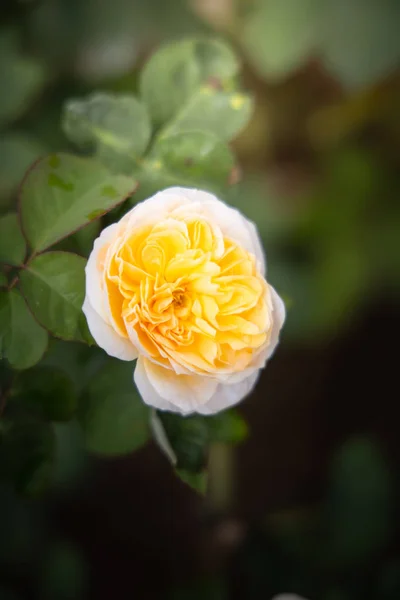 Rosas en el jardín — Foto de Stock