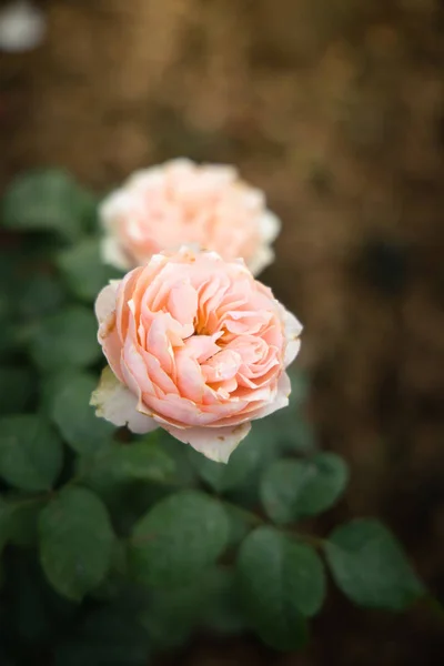 Rose in giardino — Foto Stock