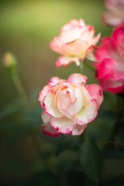 Rosas en el jardín — Foto de Stock