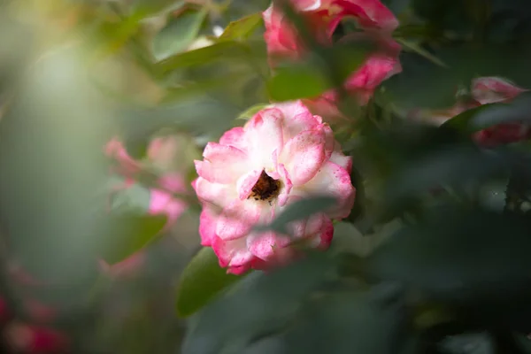 Rosas en el jardín — Foto de Stock