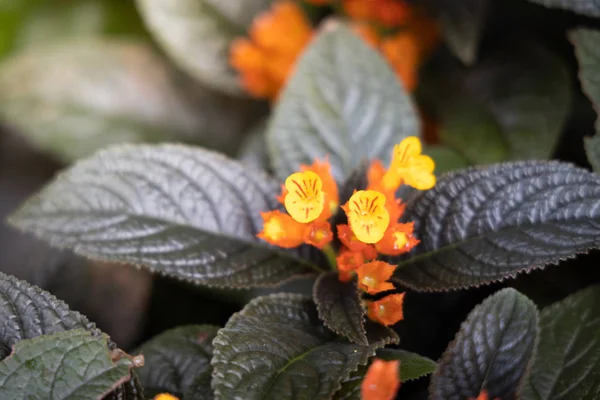 다채 로운 꽃들의 배경 모습 — 스톡 사진
