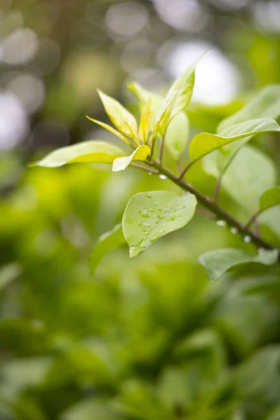 Fechar Folha verde sob a luz do sol no jardim. Retrospectiva natural — Fotografia de Stock