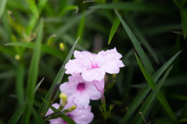 Renkli çiçeklerin arkaplan resmi