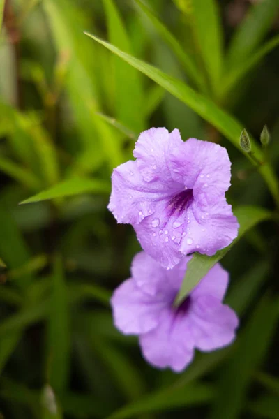 Bakgrundsbilden av de färgglada blommor — Stockfoto