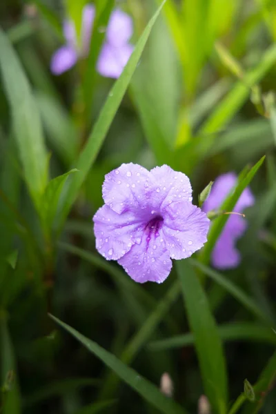 L'immagine di sfondo dei fiori colorati — Foto Stock