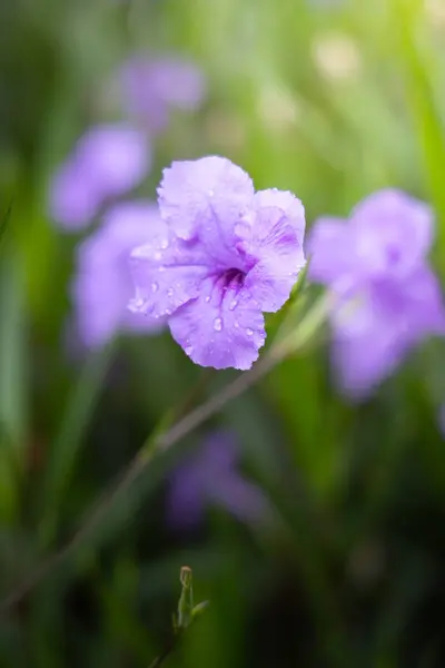 Bakgrundsbilden av de färgglada blommor — Stockfoto