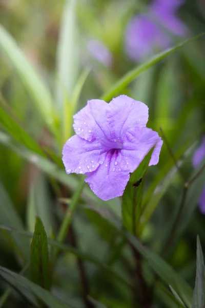 Das Hintergrundbild der bunten Blumen — Stockfoto